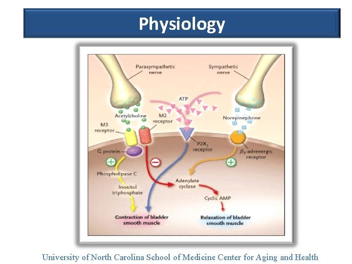 Physiology University of North Carolina School of Medicine Center for Aging and Health 