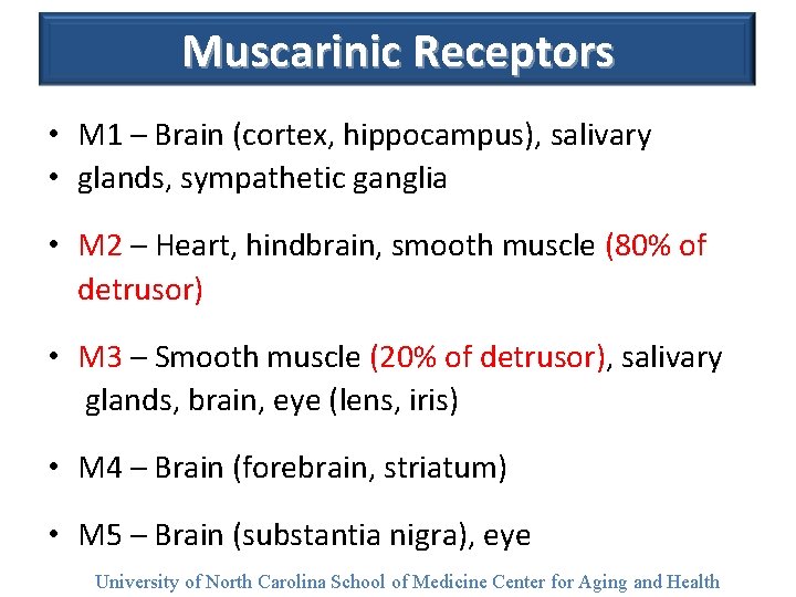 Muscarinic Receptors • M 1 – Brain (cortex, hippocampus), salivary • glands, sympathetic ganglia