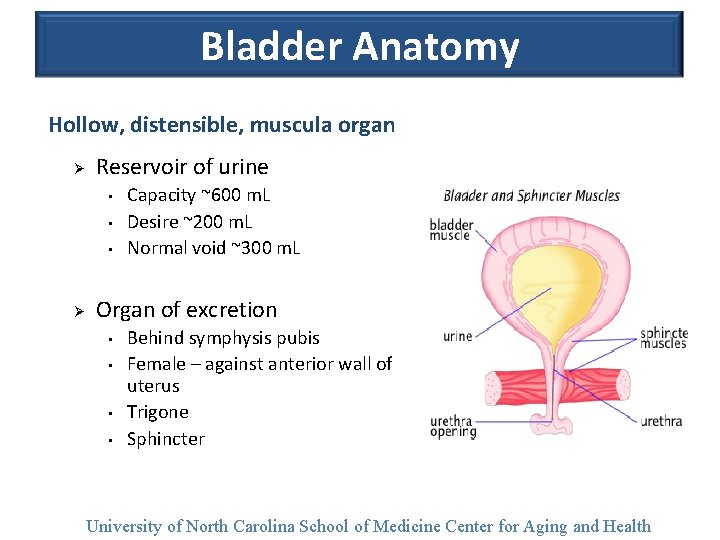 Bladder Anatomy Hollow, distensible, muscula organ Ø Reservoir of urine • • • Ø