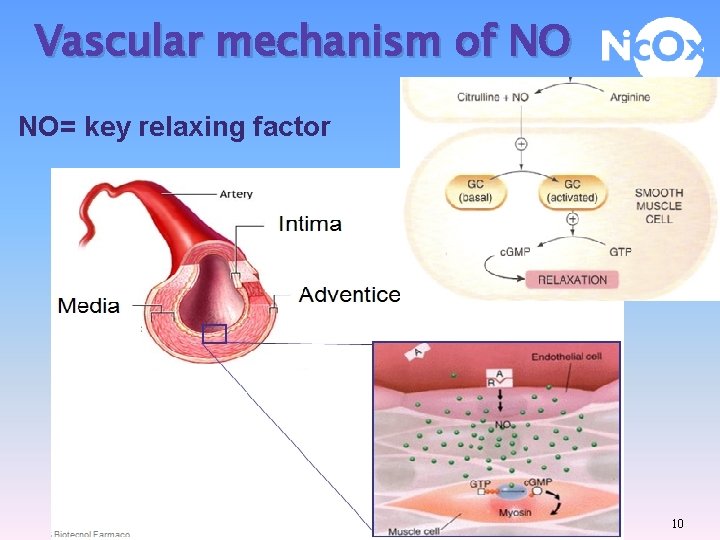 Vascular mechanism of NO NO= key relaxing factor 10 