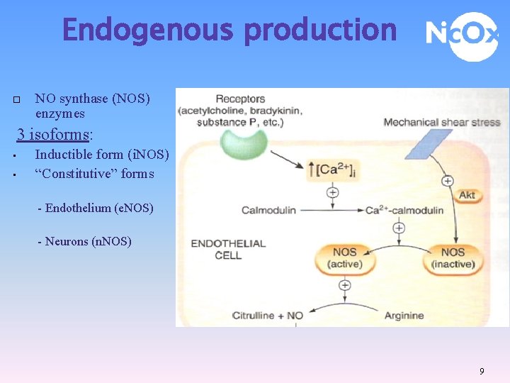 Endogenous production NO synthase (NOS) enzymes 3 isoforms: • • Inductible form (i. NOS)