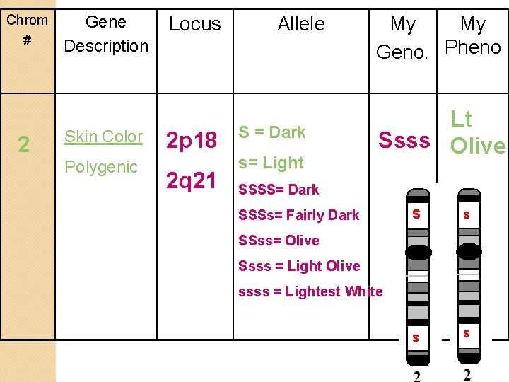 Chrom # 2 Gene Description Skin Color Polygenic Locus 2 p 18 2 q