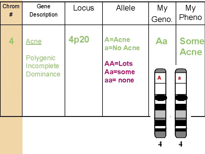 Chrom # 4 Gene Description Acne Polygenic Incomplete Dominance Locus 4 p 20 Allele