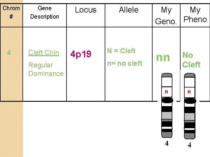 Chrom # 4 Gene Description Cleft Chin Regular Dominance Locus 4 p 19 Allele