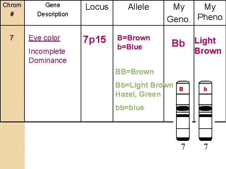 Chrom # 7 Gene Description Eye color Incomplete Dominance Locus 7 p 15 Allele