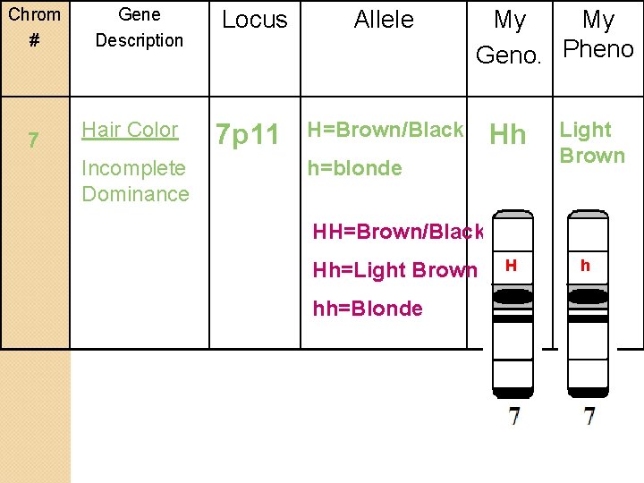 Chrom # 7 Gene Description Hair Color Incomplete Dominance Locus 7 p 11 Allele