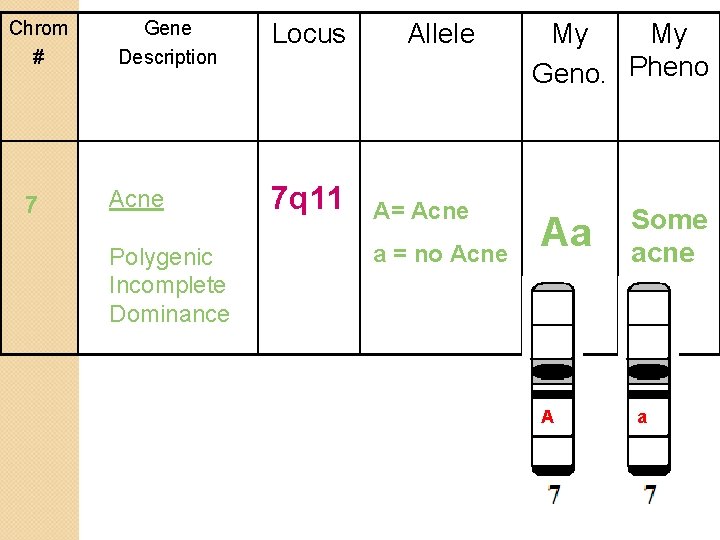 Chrom # 7 Gene Description Acne Polygenic Incomplete Dominance Locus Allele My My Geno.