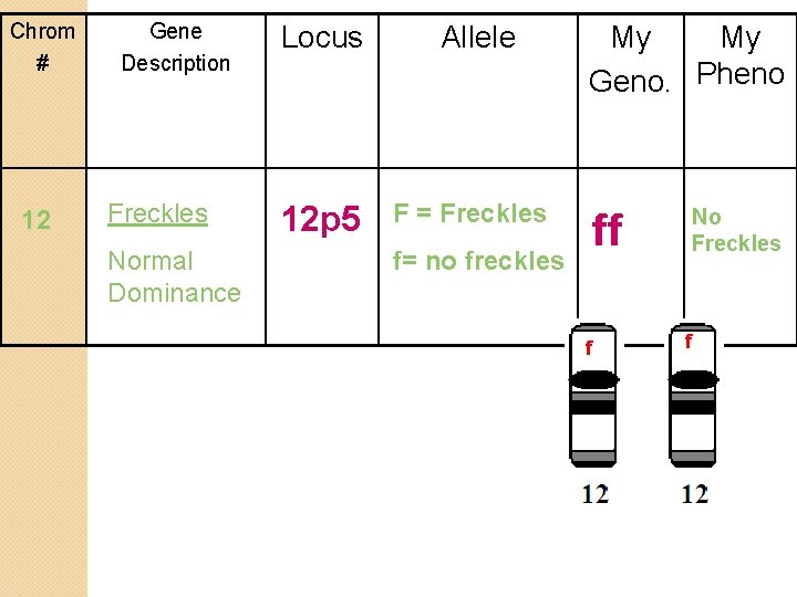 Chrom # 12 Gene Description Freckles Normal Dominance Locus Allele 12 p 5 F