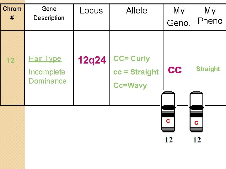 Chrom # 12 Gene Description Hair Type Incomplete Dominance Locus 12 q 24 Allele