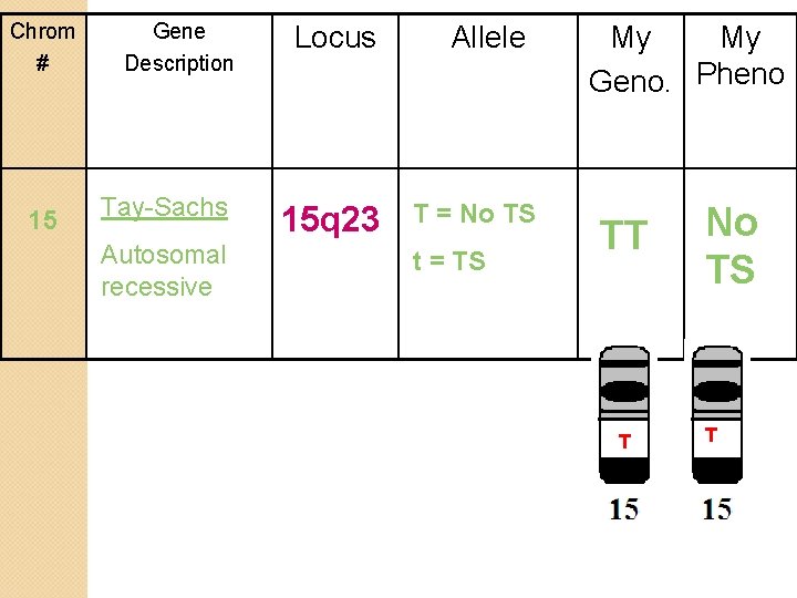 Chrom # 15 Gene Description Tay-Sachs Autosomal recessive Locus 15 q 23 Allele T