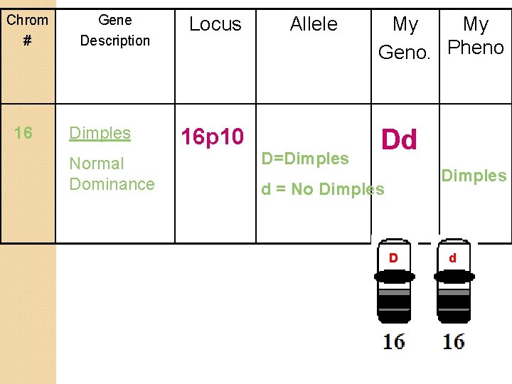 Chrom # 16 Gene Description Dimples Normal Dominance Locus 16 p 10 Allele D=Dimples