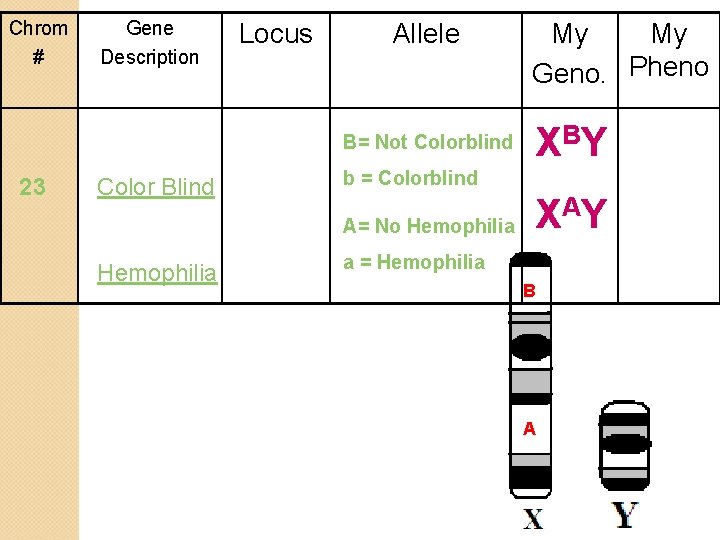 Chrom # Gene Description Locus Allele B= Not Colorblind 23 Color Blind X BY