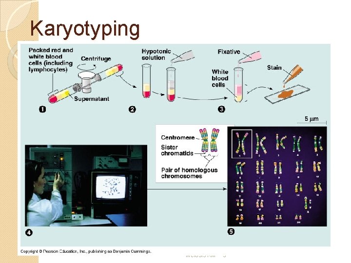 Karyotyping Meiosis KM 3 