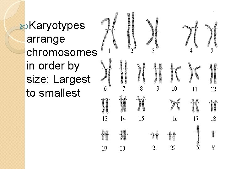  Karyotypes arrange chromosomes in order by size: Largest to smallest 