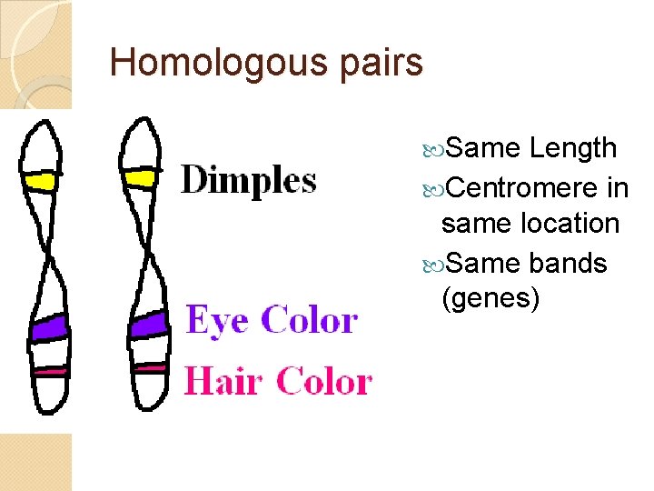 Homologous pairs Same Length Centromere in same location Same bands (genes) 