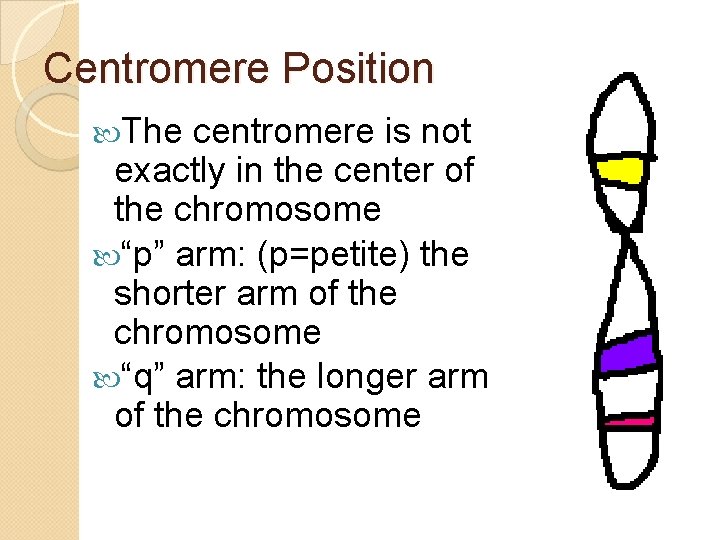 Centromere Position The centromere is not exactly in the center of the chromosome “p”