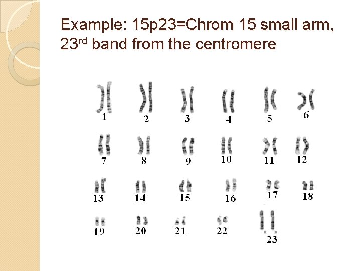 Example: 15 p 23=Chrom 15 small arm, 23 rd band from the centromere 