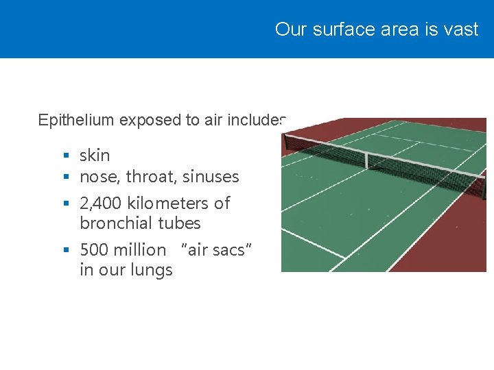 Our surface area is vast Epithelium exposed to air includes: § skin § nose,