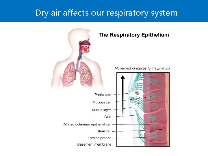 Dry air affects our respiratory system 