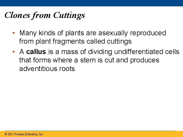 Clones from Cuttings • Many kinds of plants are asexually reproduced from plant fragments