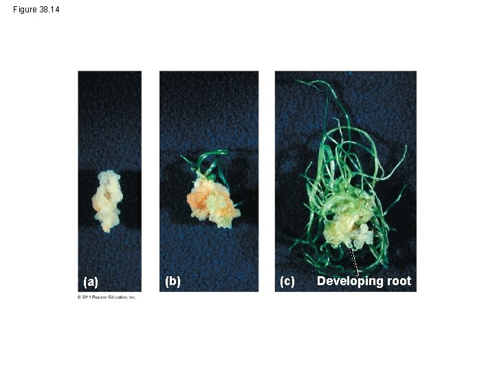 Figure 38. 14 (a) (b) (c) Developing root 