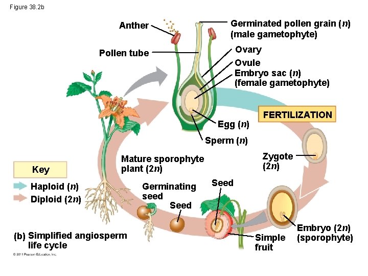 Figure 38. 2 b Anther Germinated pollen grain (n) (male gametophyte) Ovary Ovule Embryo