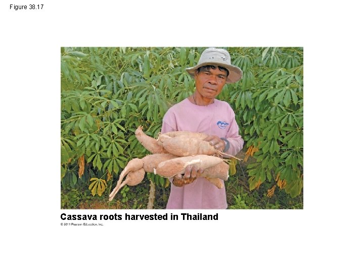 Figure 38. 17 Cassava roots harvested in Thailand 