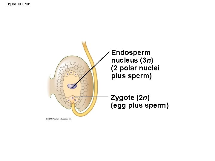 Figure 38. UN 01 Endosperm nucleus (3 n) (2 polar nuclei plus sperm) Zygote