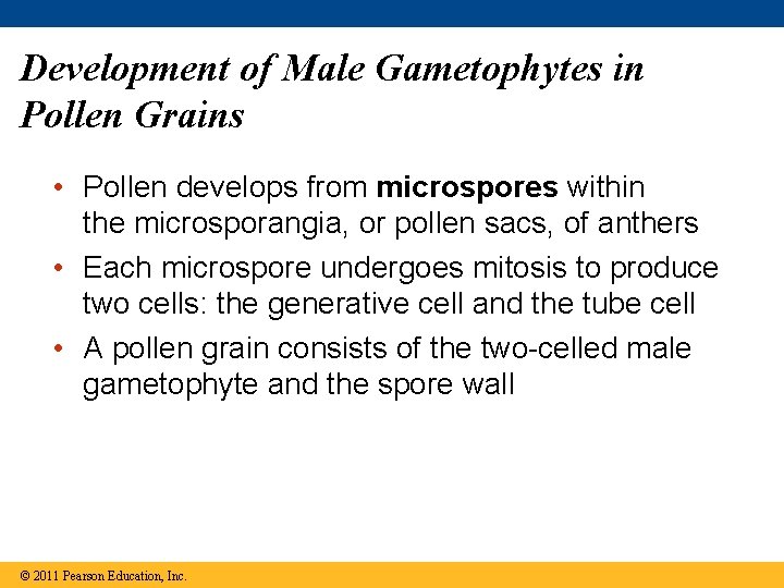 Development of Male Gametophytes in Pollen Grains • Pollen develops from microspores within the