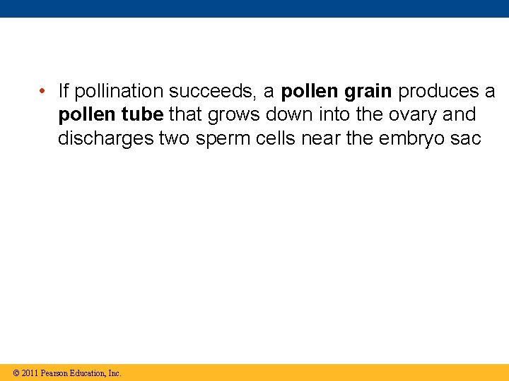  • If pollination succeeds, a pollen grain produces a pollen tube that grows