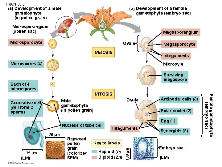 Figure 38. 3 (a) Development of a male gametophyte (in pollen grain) (b) Development
