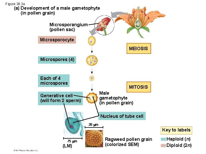 Figure 38. 3 a (a) Development of a male gametophyte (in pollen grain) Microsporangium