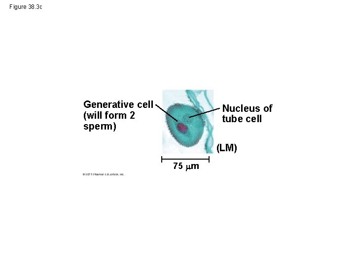 Figure 38. 3 c Generative cell (will form 2 sperm) Nucleus of tube cell