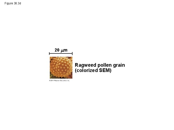 Figure 38. 3 d 20 m Ragweed pollen grain (colorized SEM) 