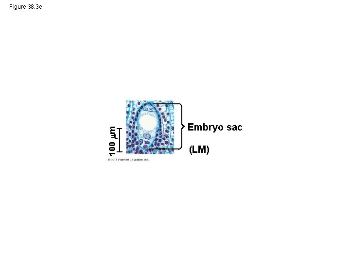 100 m Figure 38. 3 e Embryo sac (LM) 