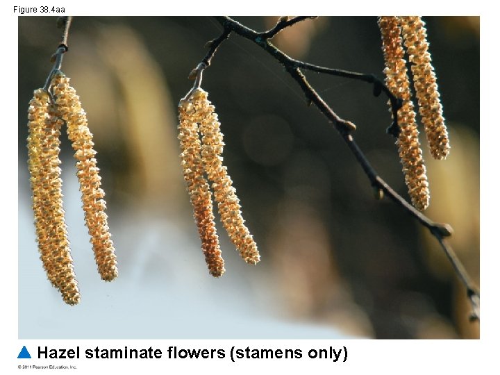 Figure 38. 4 aa Hazel staminate flowers (stamens only) 