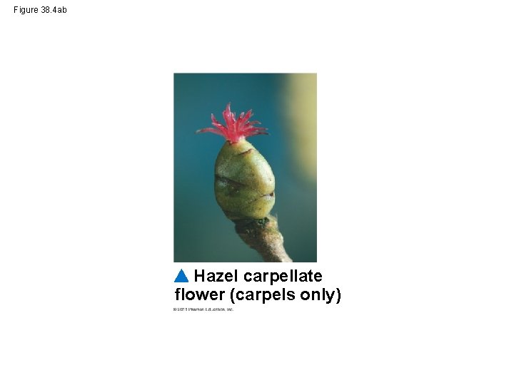 Figure 38. 4 ab Hazel carpellate flower (carpels only) 