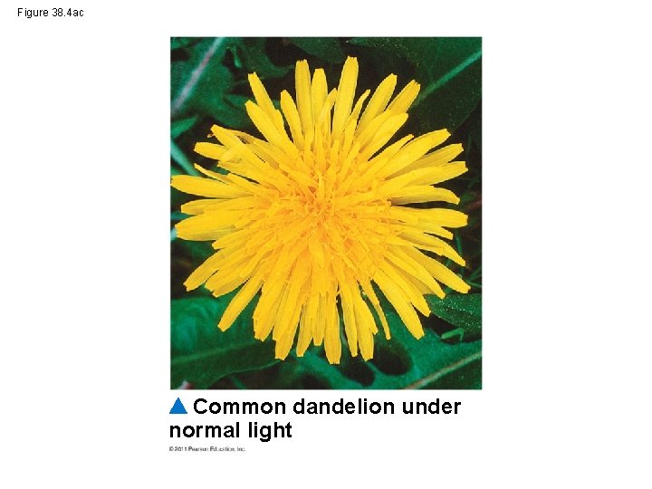 Figure 38. 4 ac Common dandelion under normal light 