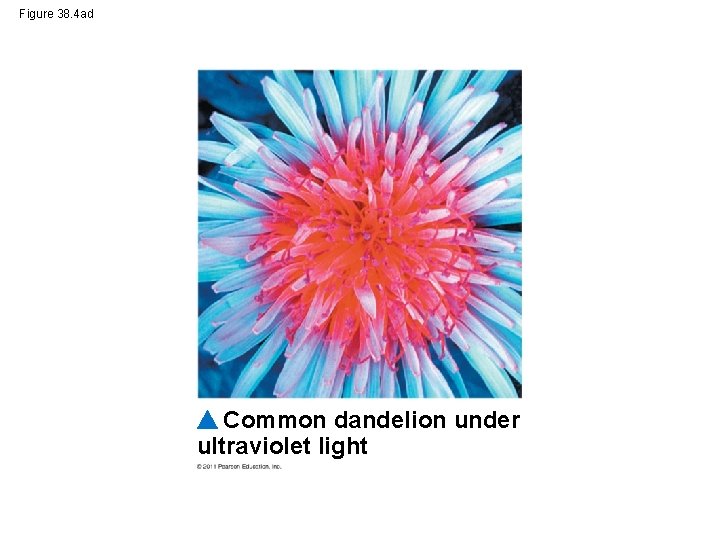 Figure 38. 4 ad Common dandelion under ultraviolet light 