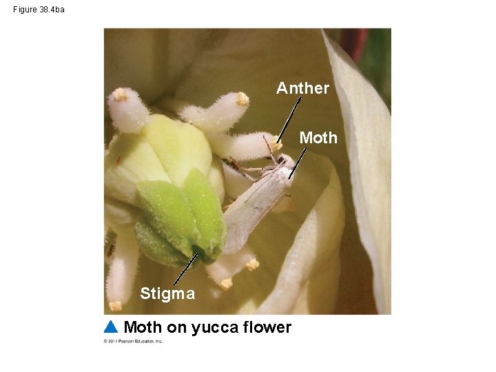 Figure 38. 4 ba Anther Moth Stigma Moth on yucca flower 