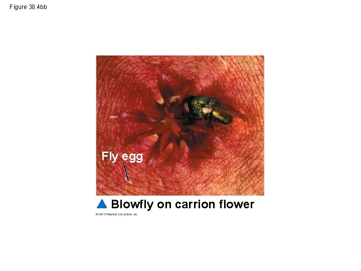 Figure 38. 4 bb Fly egg Blowfly on carrion flower 