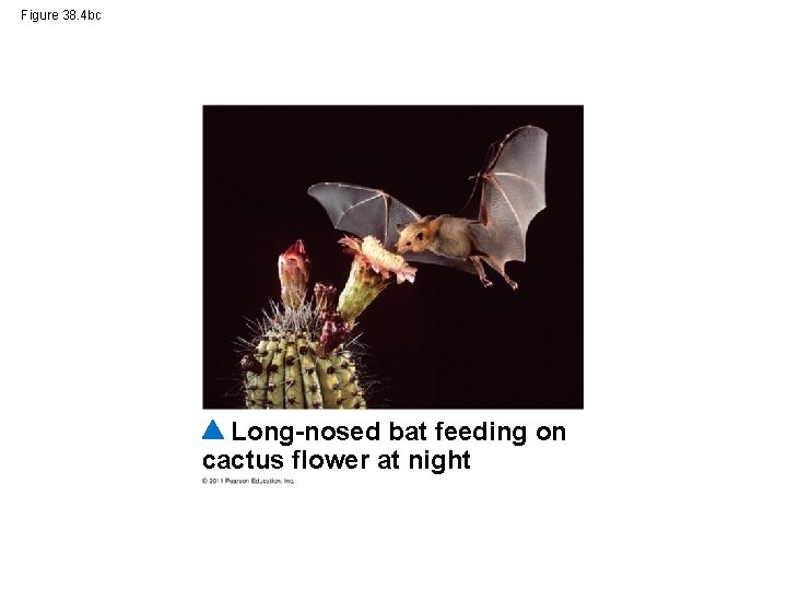 Figure 38. 4 bc Long-nosed bat feeding on cactus flower at night 