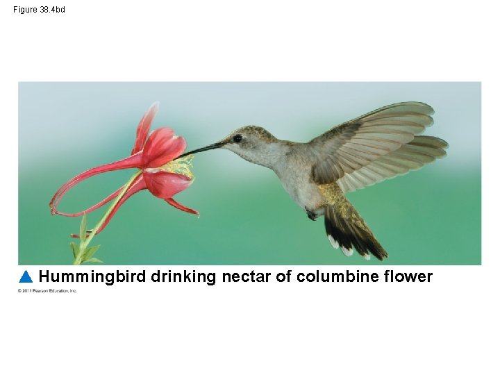 Figure 38. 4 bd Hummingbird drinking nectar of columbine flower 