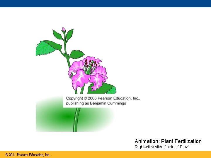 Animation: Plant Fertilization Right-click slide / select “Play” © 2011 Pearson Education, Inc. 