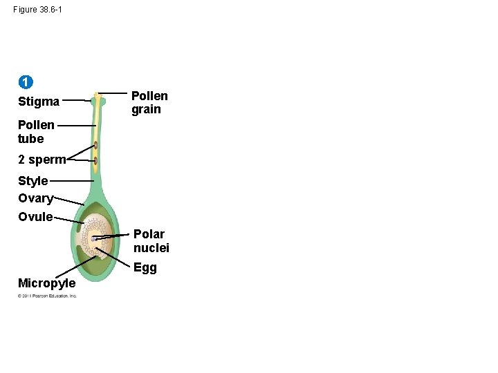 Figure 38. 6 -1 1 Stigma Pollen grain Pollen tube 2 sperm Style Ovary