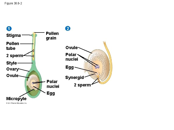 Figure 38. 6 -2 1 Stigma 2 Pollen grain Pollen tube Ovule 2 sperm