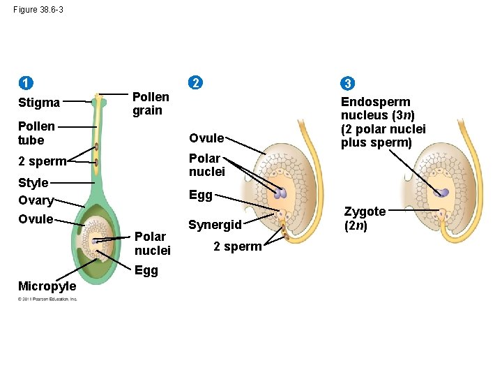 Figure 38. 6 -3 1 Stigma 2 Pollen grain Pollen tube Ovule 2 sperm