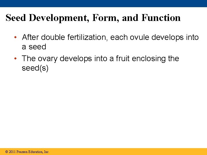 Seed Development, Form, and Function • After double fertilization, each ovule develops into a