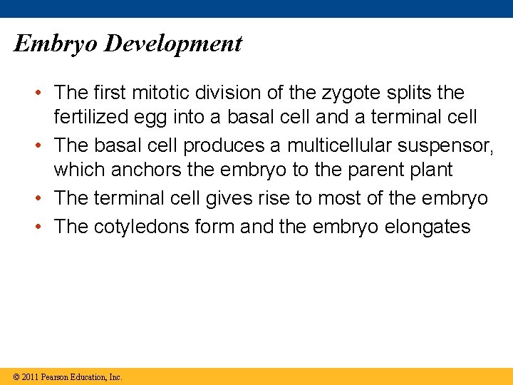 Embryo Development • The first mitotic division of the zygote splits the fertilized egg