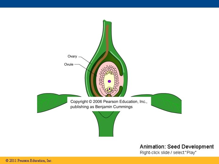 Animation: Seed Development Right-click slide / select “Play” © 2011 Pearson Education, Inc. 